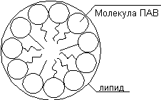 lvova1.gif (1696 bytes)