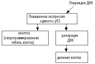 рис. 2