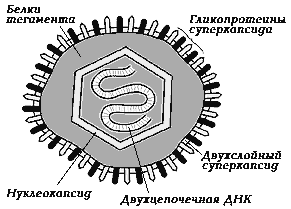 рис.