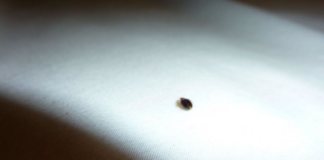 Постельные клопы возвращаются в быт немецких бюргеров
