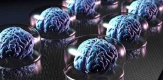 Ученые назвали неожиданные признаки высокого интеллекта