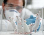 Мышиные зубы помогли ученым понять механизмы регенерации тканей