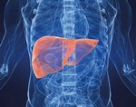 Печень значительно меняется в размерах в течение дня